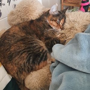 Meet your Posher, Abby